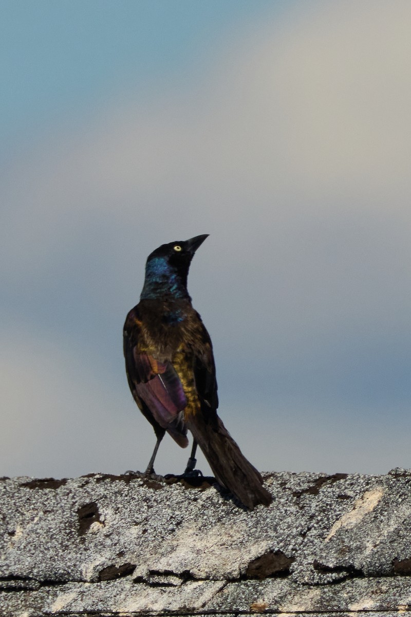 Common Grackle - ML641148855