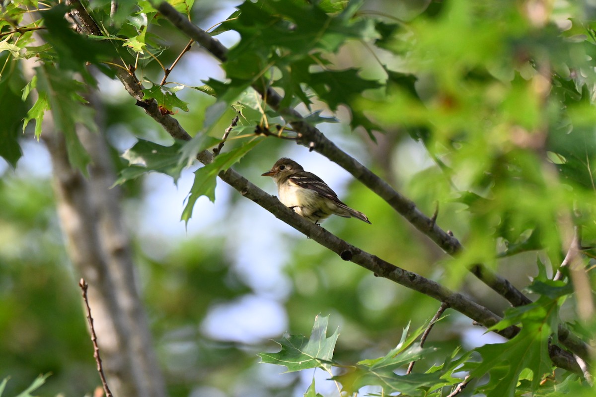 Yellow-bellied Flycatcher - ML641148856