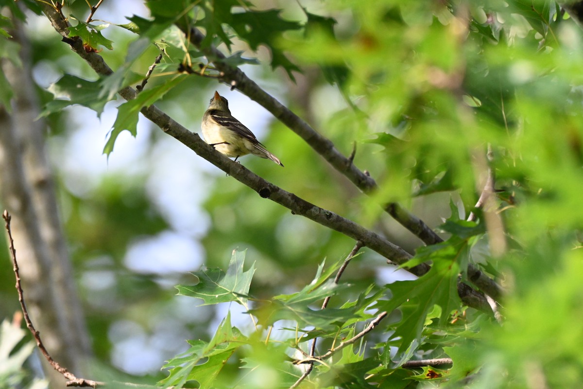 Yellow-bellied Flycatcher - ML641148857