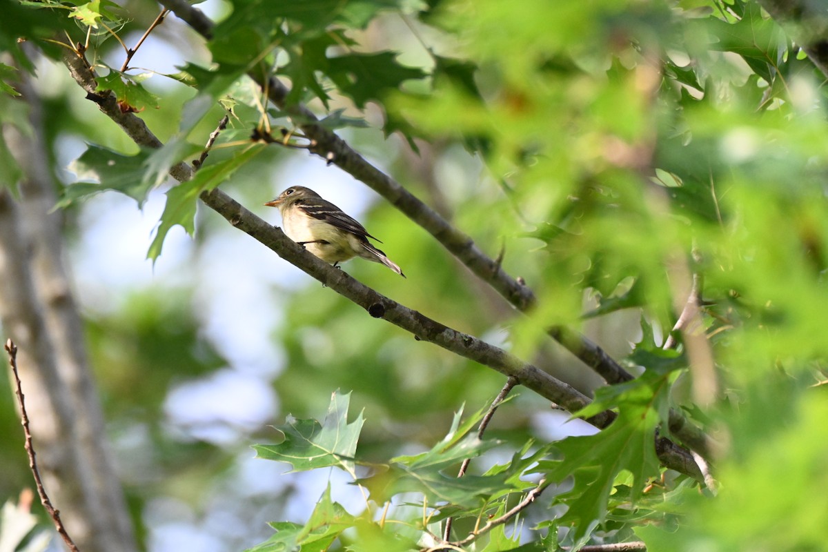 Yellow-bellied Flycatcher - ML641148858