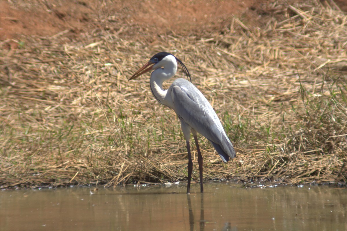 Cocoi Heron - ML641148862