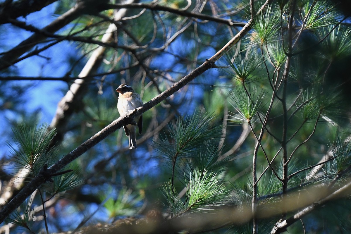 Rose-breasted Grosbeak - ML641148866