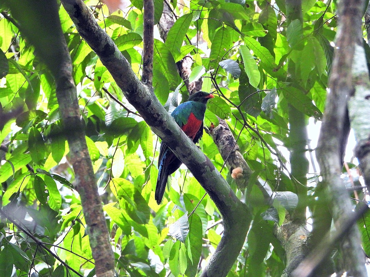Pavonine Quetzal - ML641148869