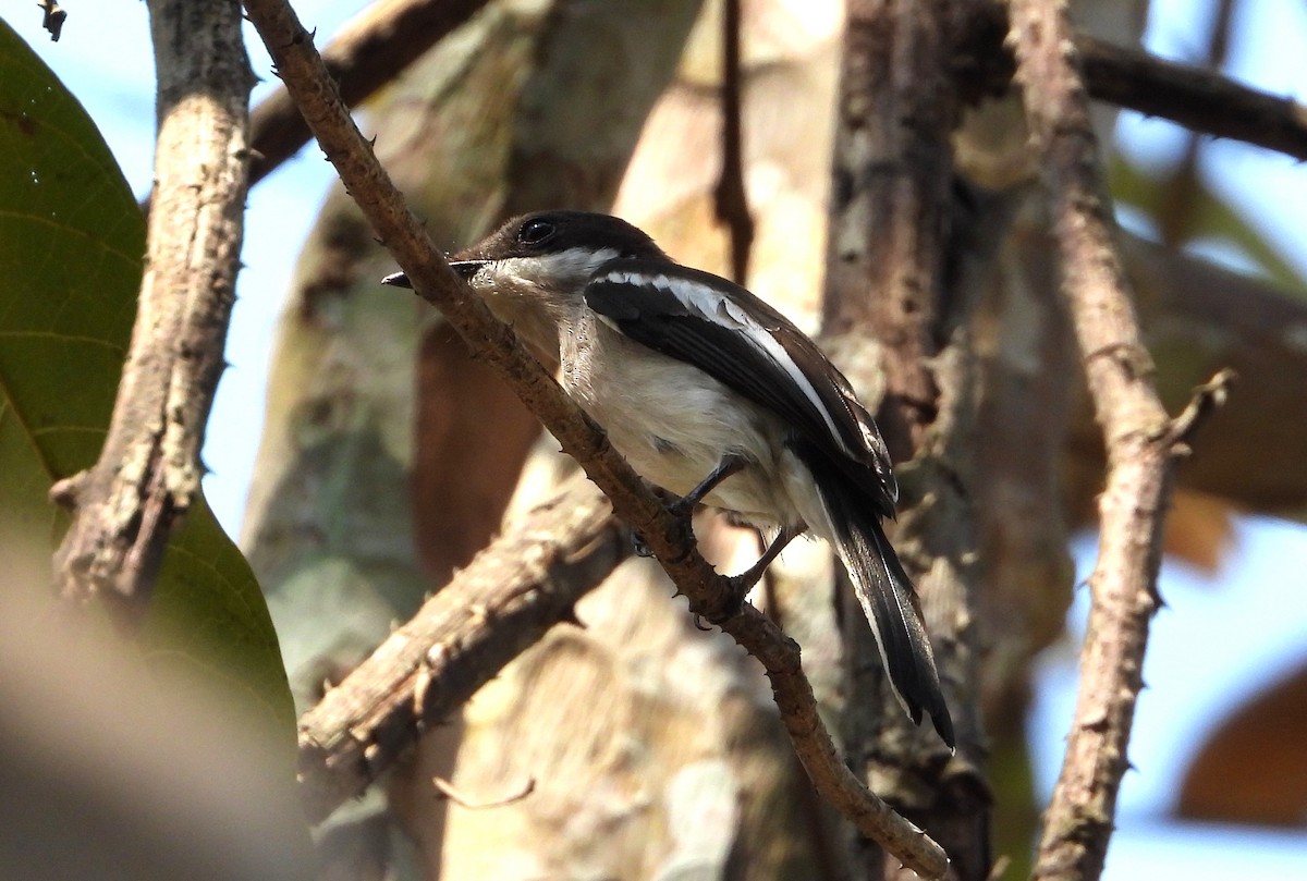 Bar-winged Flycatcher-shrike - ML641148871