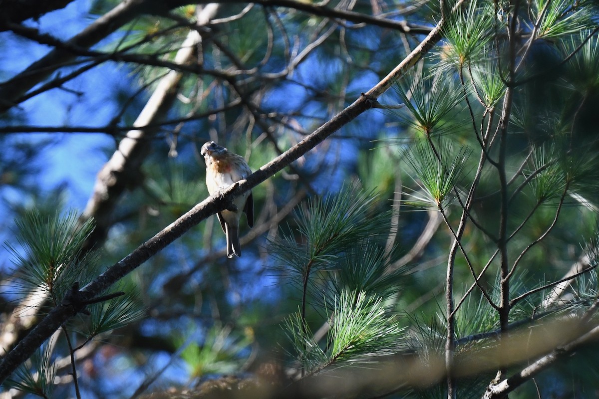 Rose-breasted Grosbeak - ML641148877