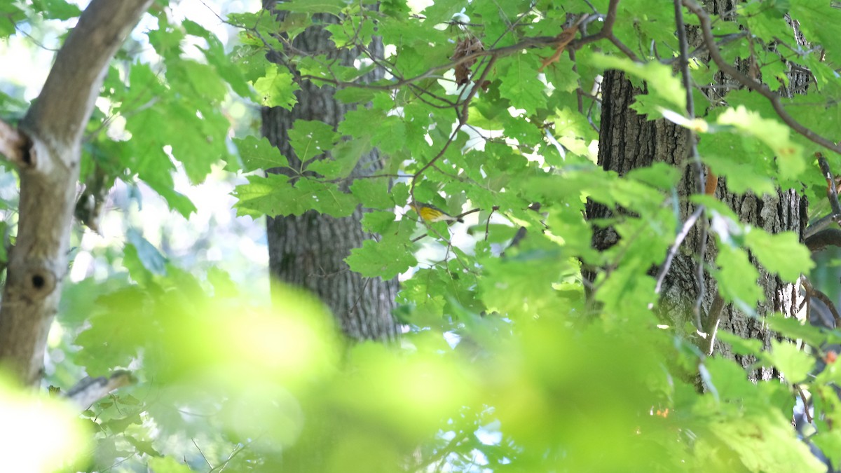 Magnolia Warbler - ML641148896
