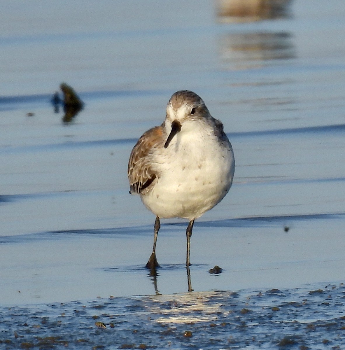 Bergstrandläufer - ML641148901