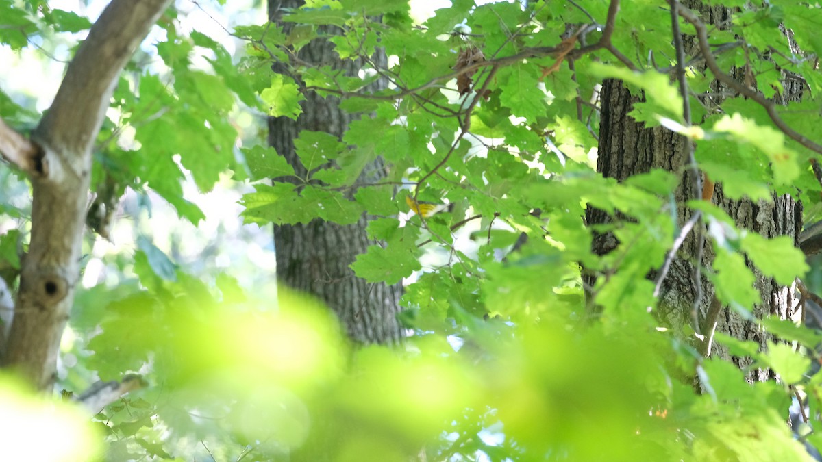 Magnolia Warbler - ML641148902