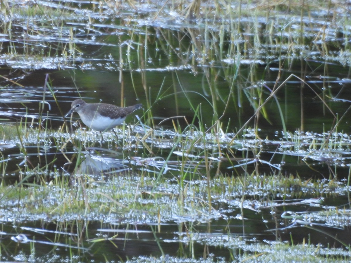 Solitary Sandpiper - ML641148906