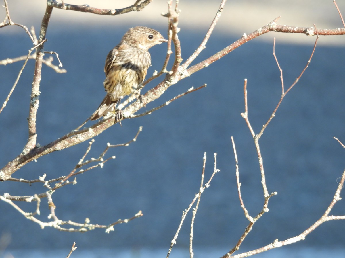 Yellow-rumped Warbler - ML641148911