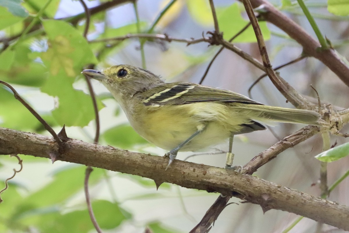 Yellow-throated Vireo - ML641148915