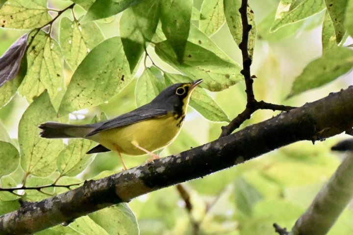 Canada Warbler - ML641148921