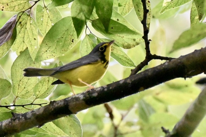 Canada Warbler - ML641148922
