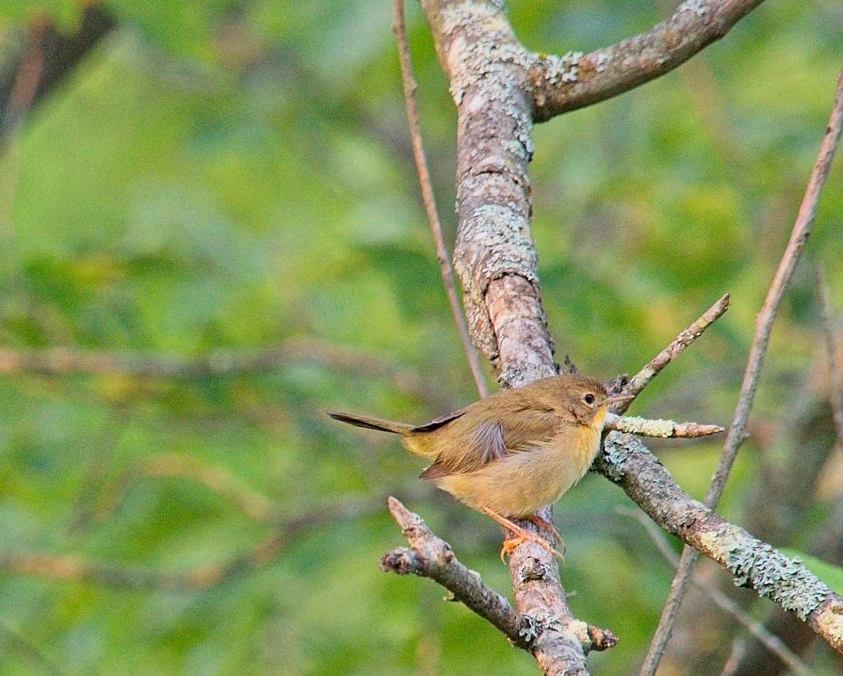 Common Yellowthroat - ML641148928