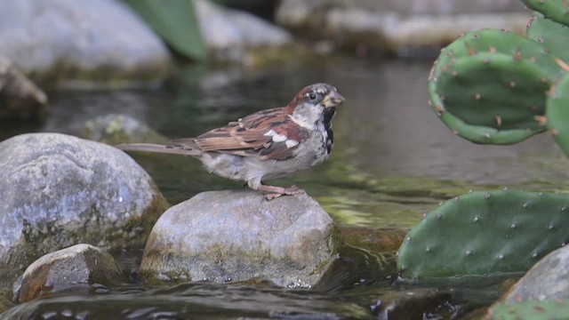 家麻雀 - ML641148934