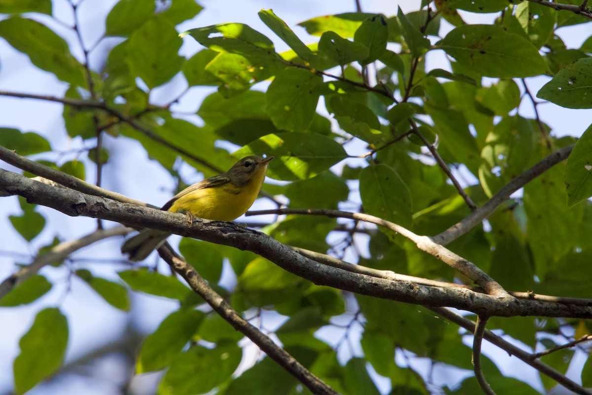 Prairie Warbler - ML641148976