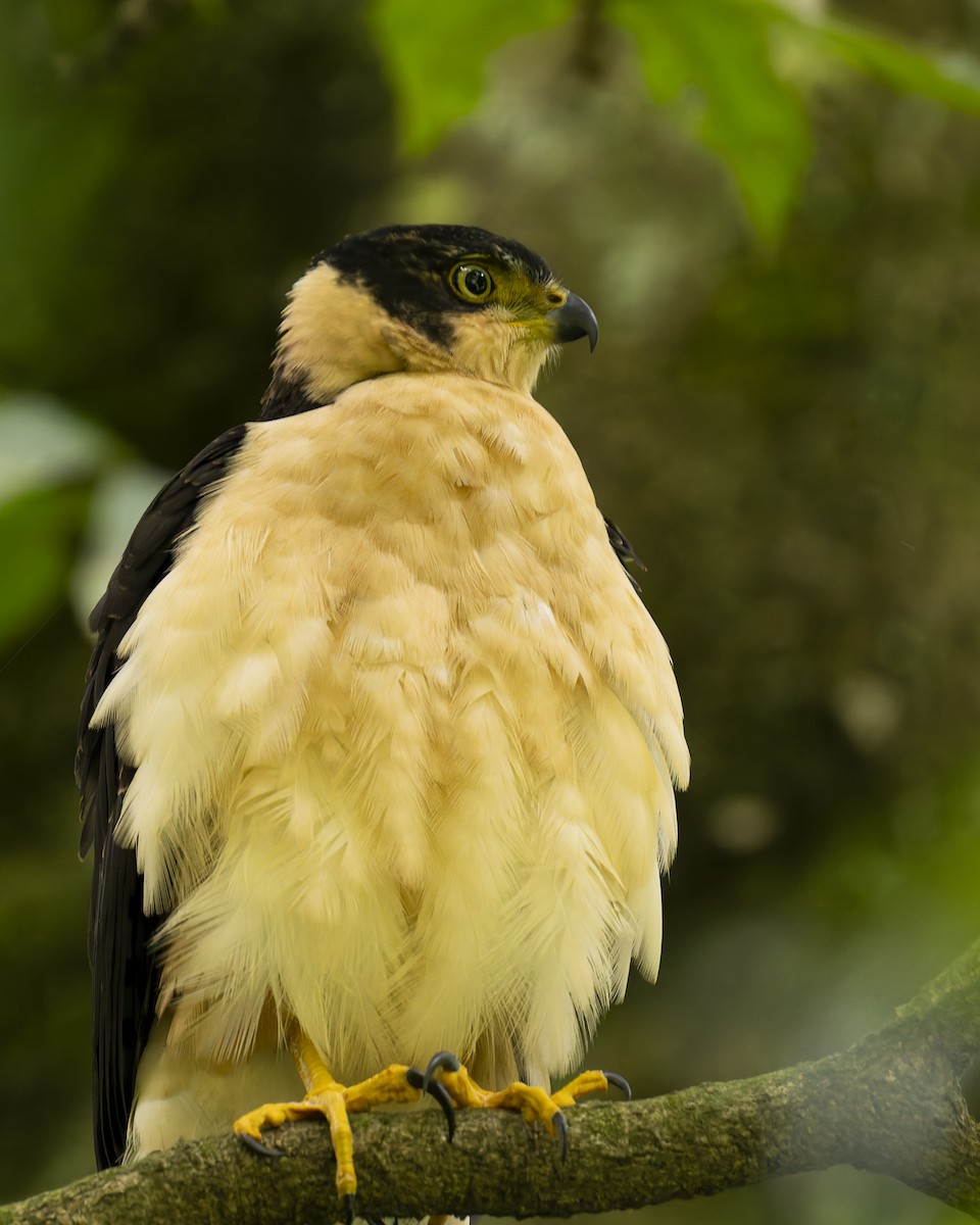 Bicolored Hawk - ML641148985