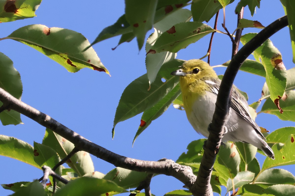Yellow-throated Vireo - ML641148992