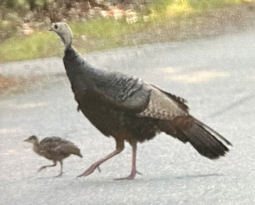 Wild Turkey - ML641149005