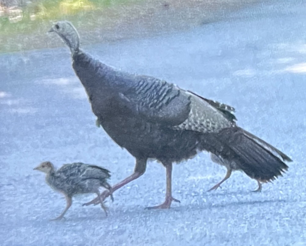 Wild Turkey - ML641149006