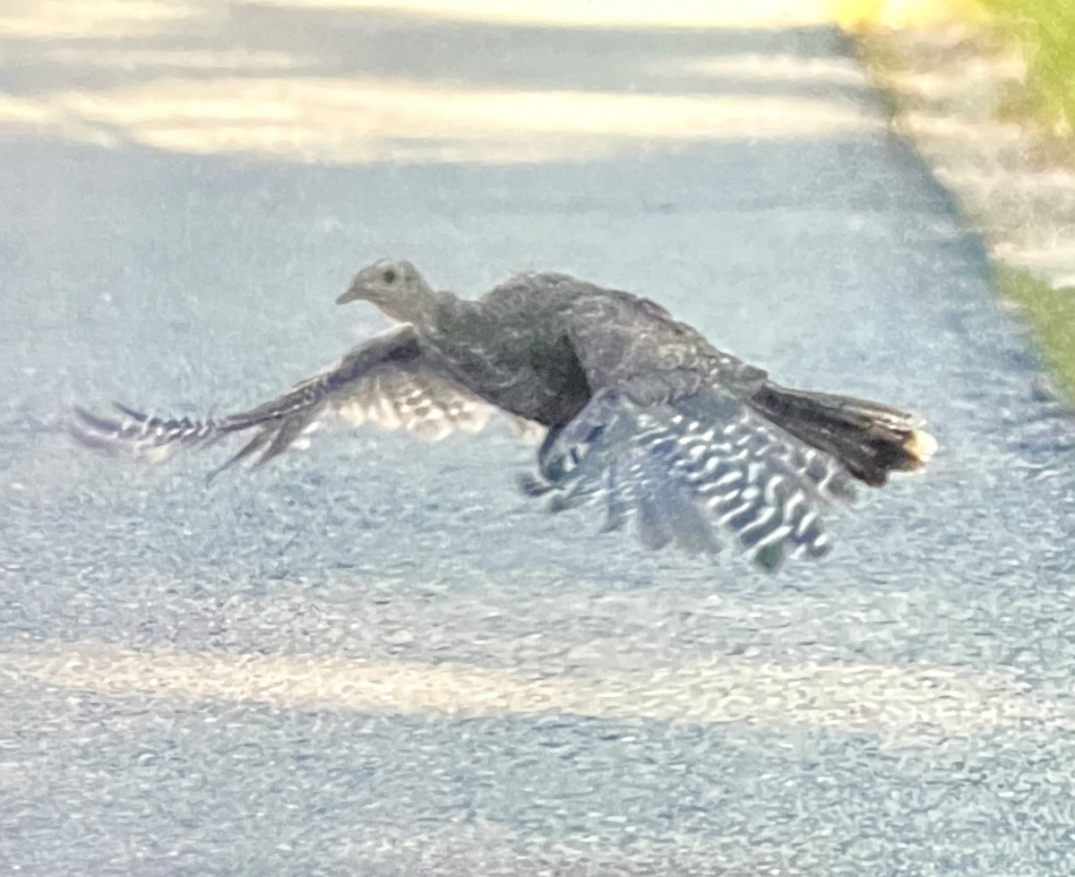 Wild Turkey - ML641149008