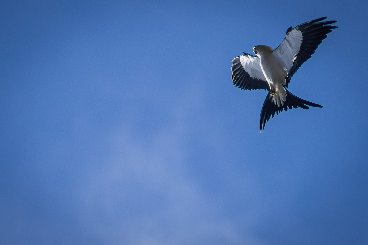 Swallow-tailed Kite - ML641149025