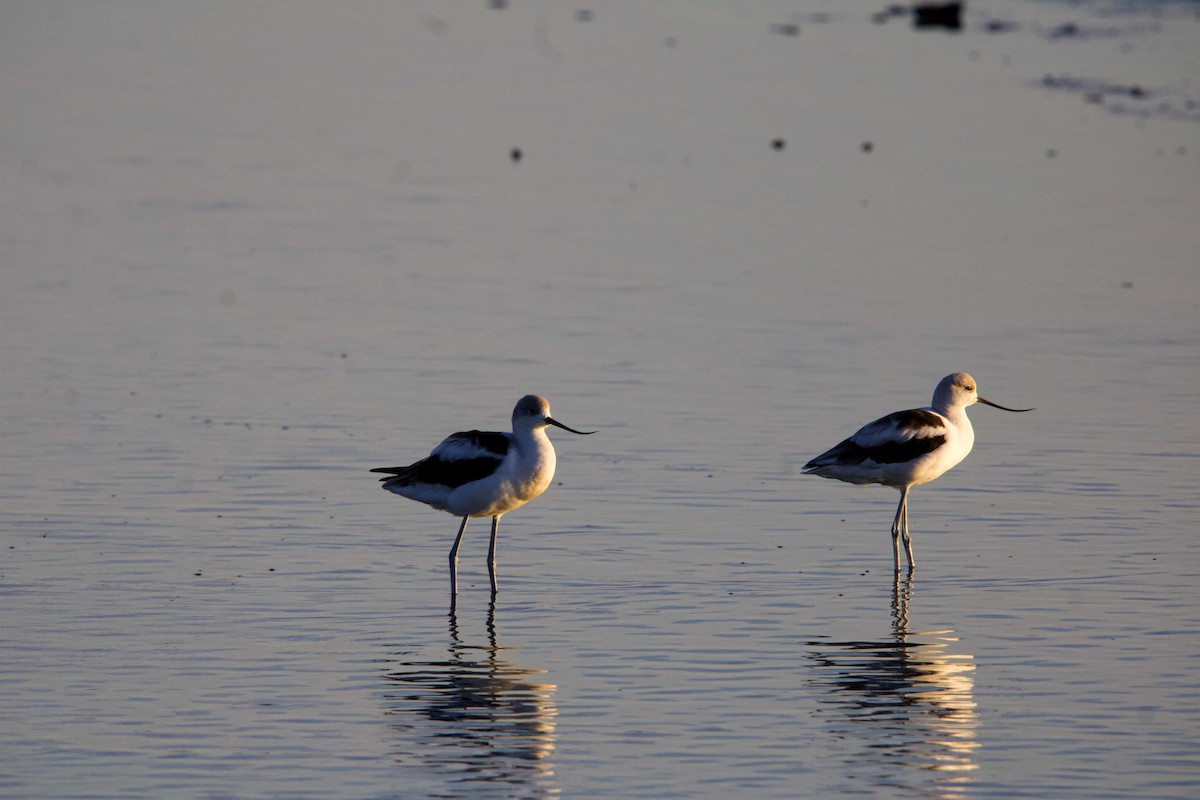 American Avocet - ML641149039
