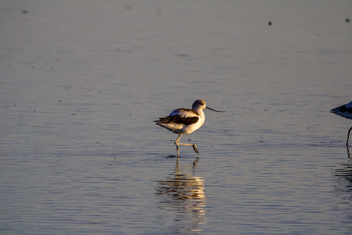 American Avocet - ML641149040