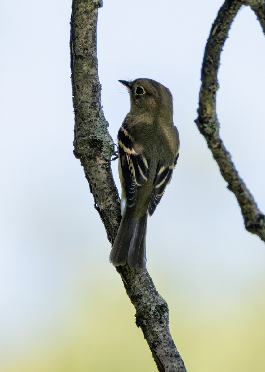 Moucherolle tchébec - ML641149124