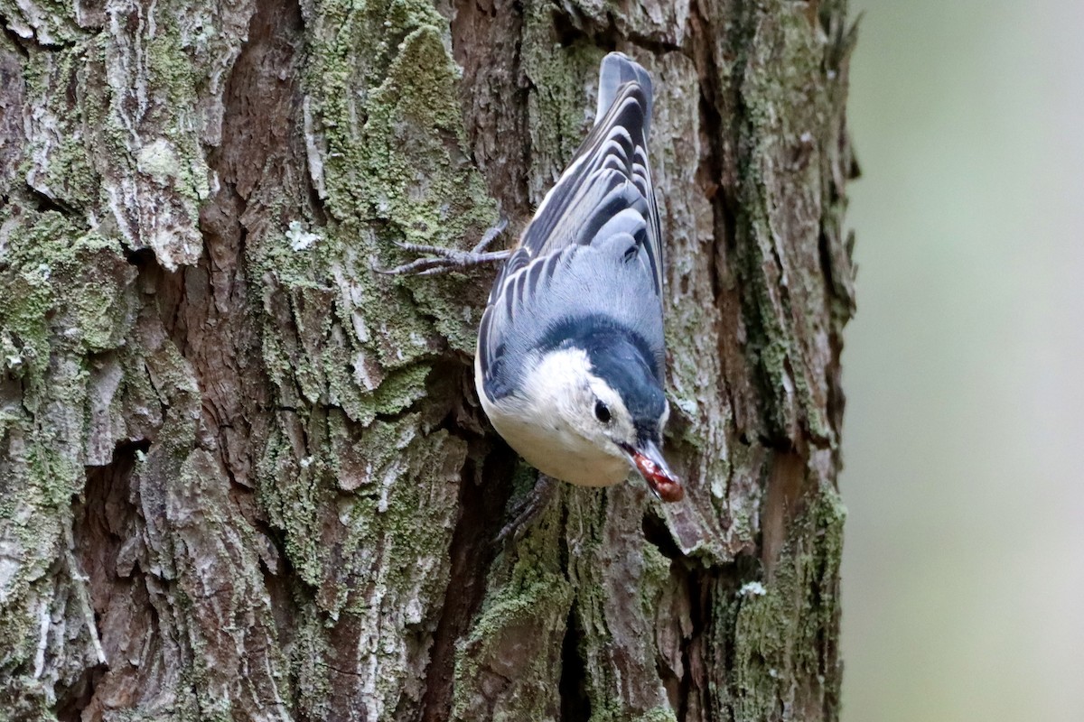 White-breasted Nuthatch - ML641149133