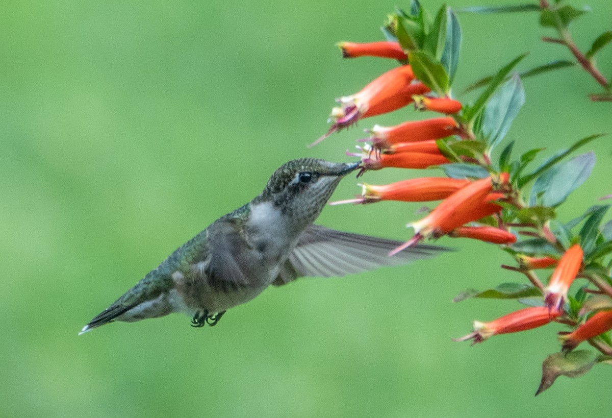 Ruby-throated Hummingbird - ML641149137