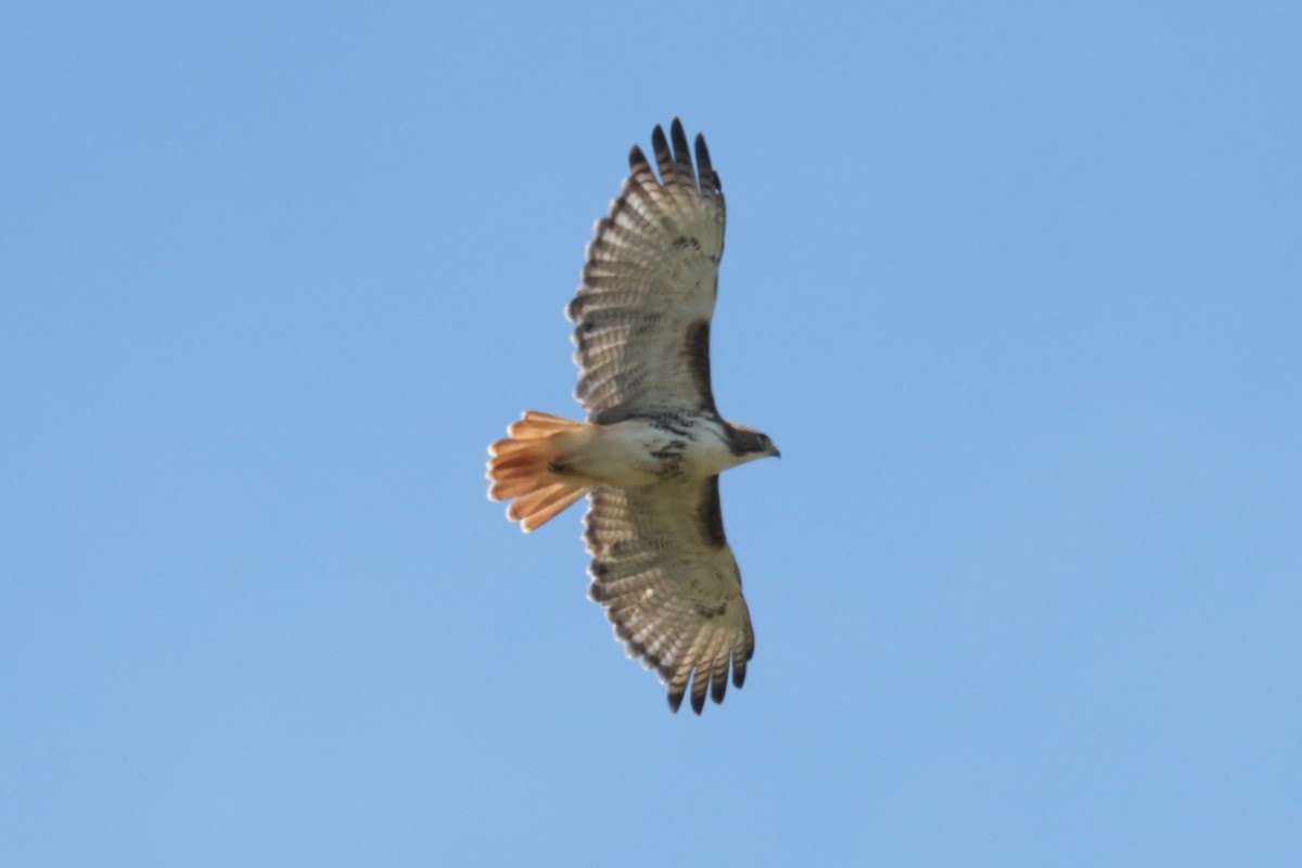 Red-tailed Hawk - ML641149145