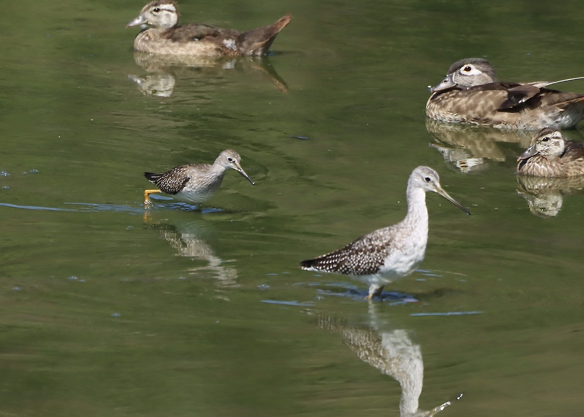 Greater Yellowlegs - ML641149173