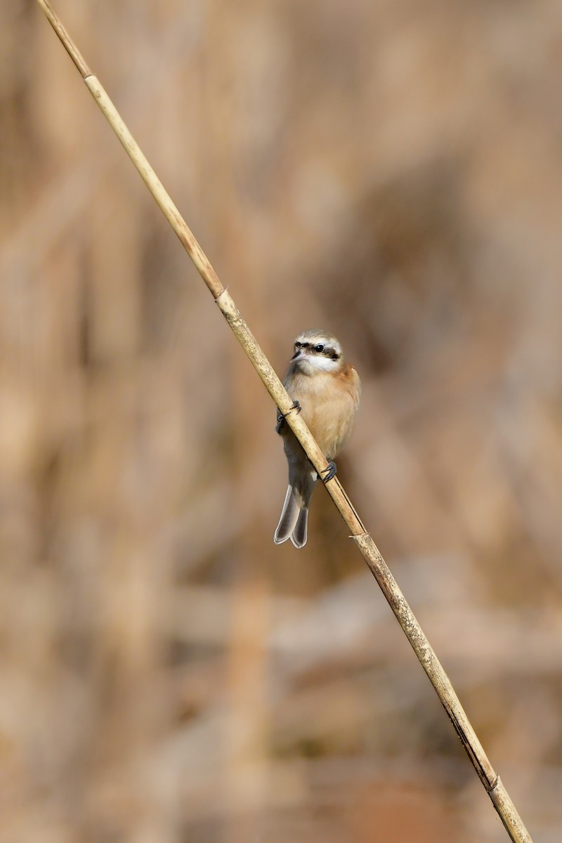 Chinese Penduline-Tit - ML641149184