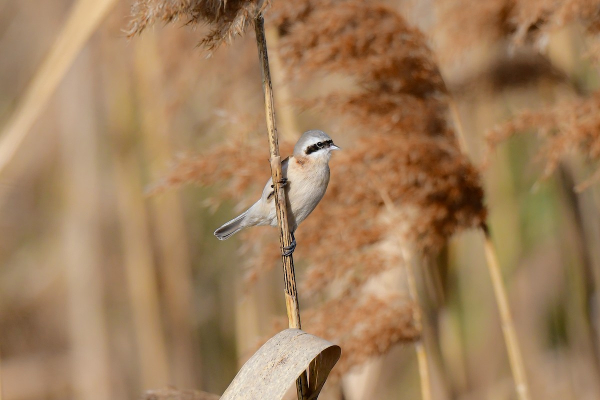 Chinese Penduline-Tit - ML641149185