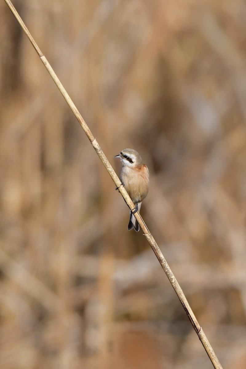 Chinese Penduline-Tit - ML641149191