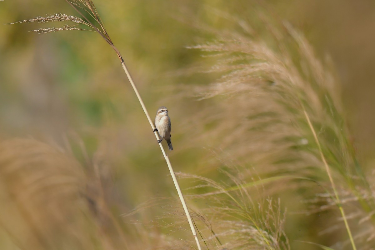 Chinese Penduline-Tit - ML641149192