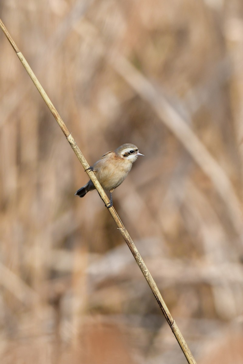 Chinese Penduline-Tit - ML641149194