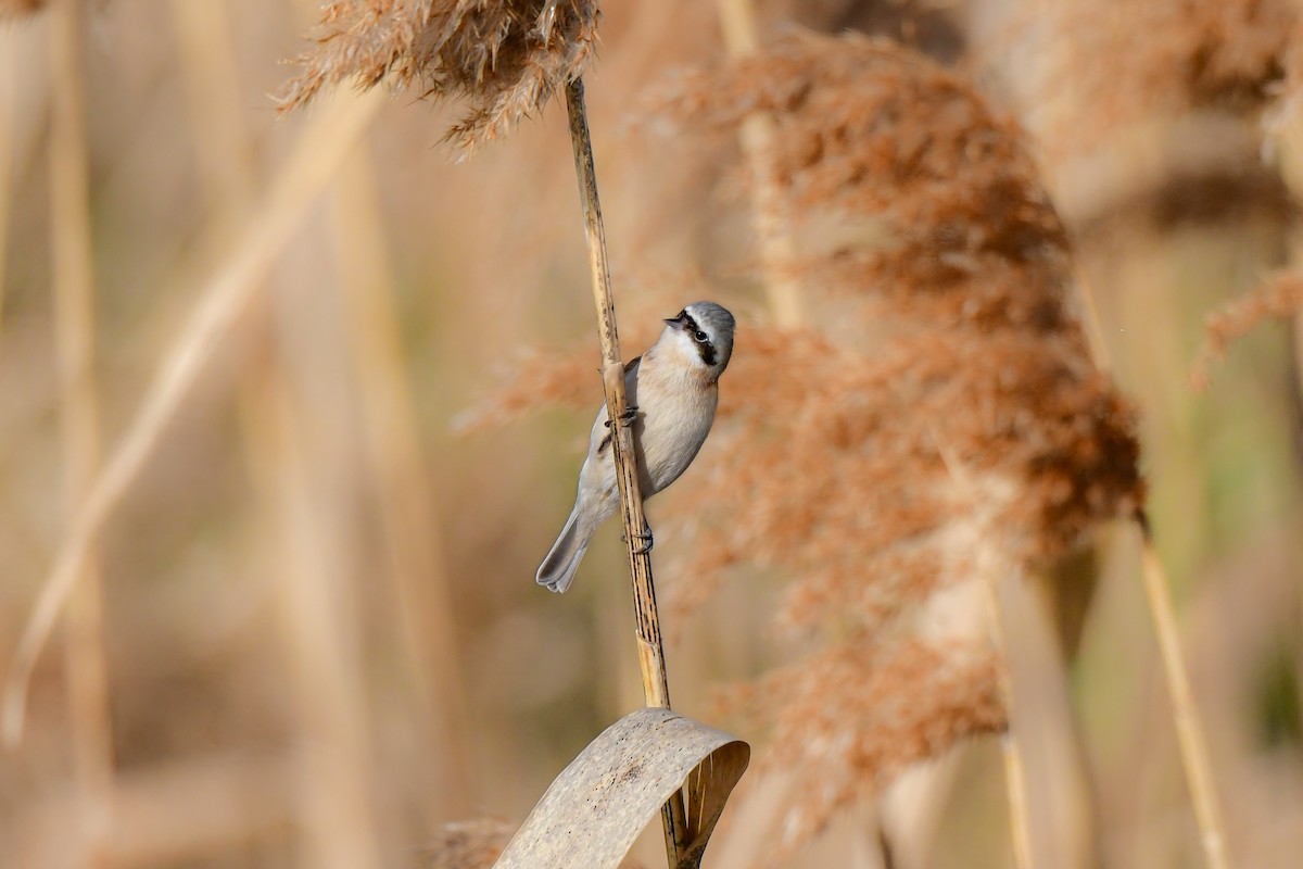 Chinese Penduline-Tit - ML641149196