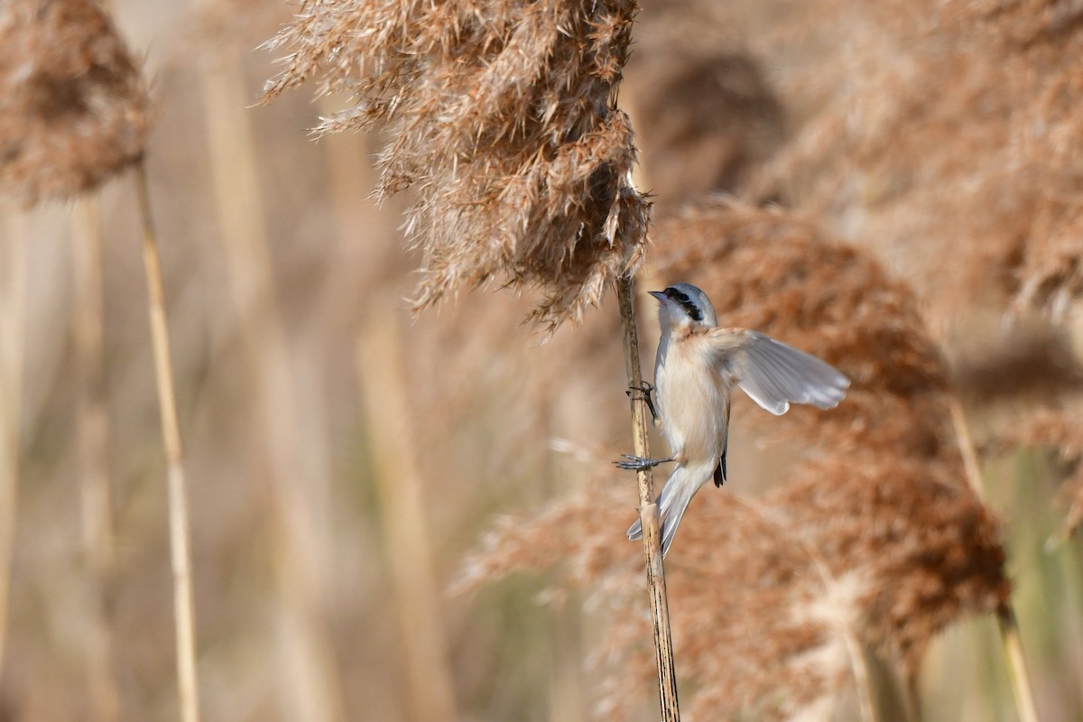 Chinese Penduline-Tit - ML641149197