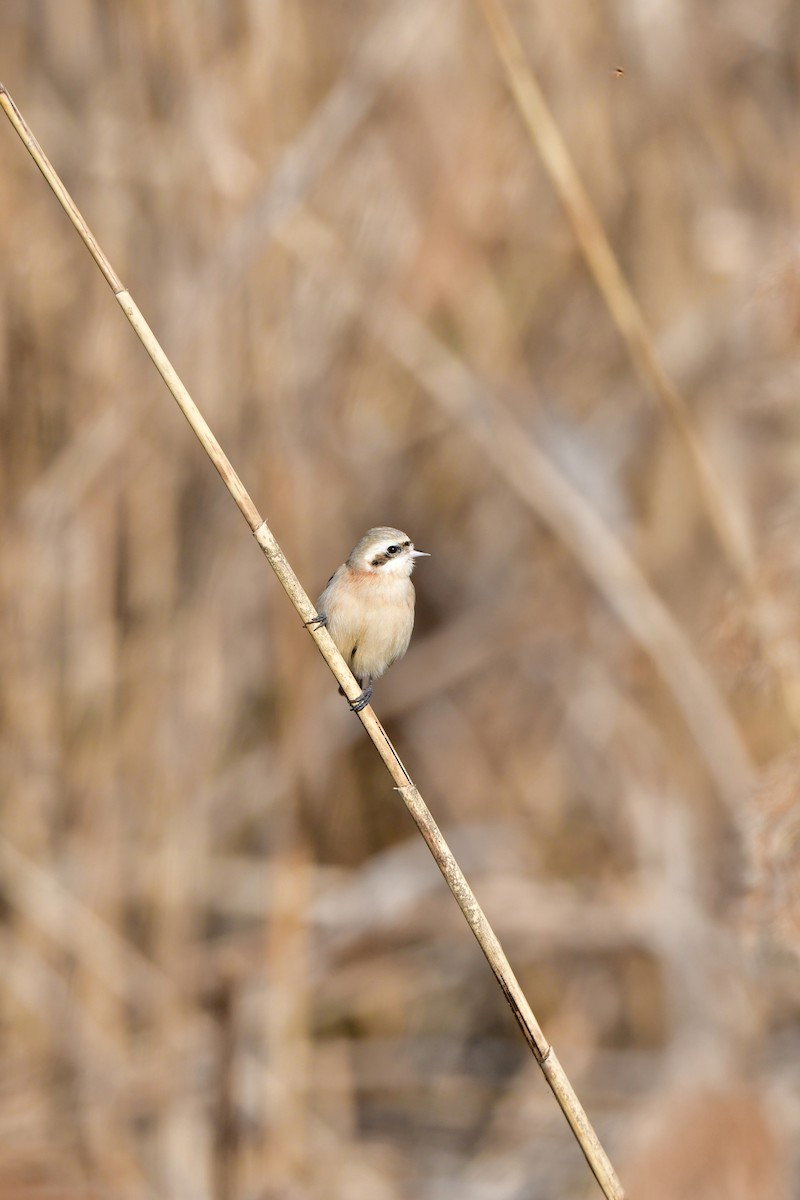 Chinese Penduline-Tit - ML641149201