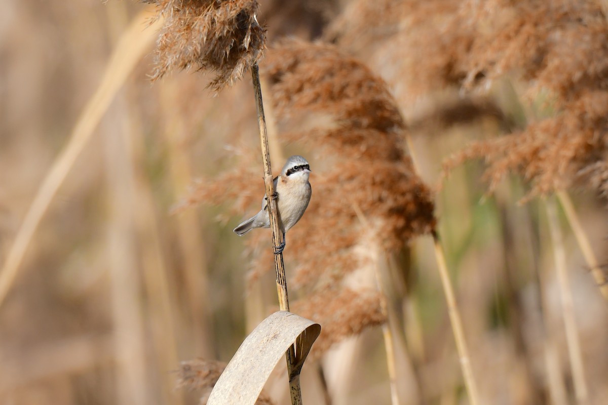 Chinese Penduline-Tit - ML641149202