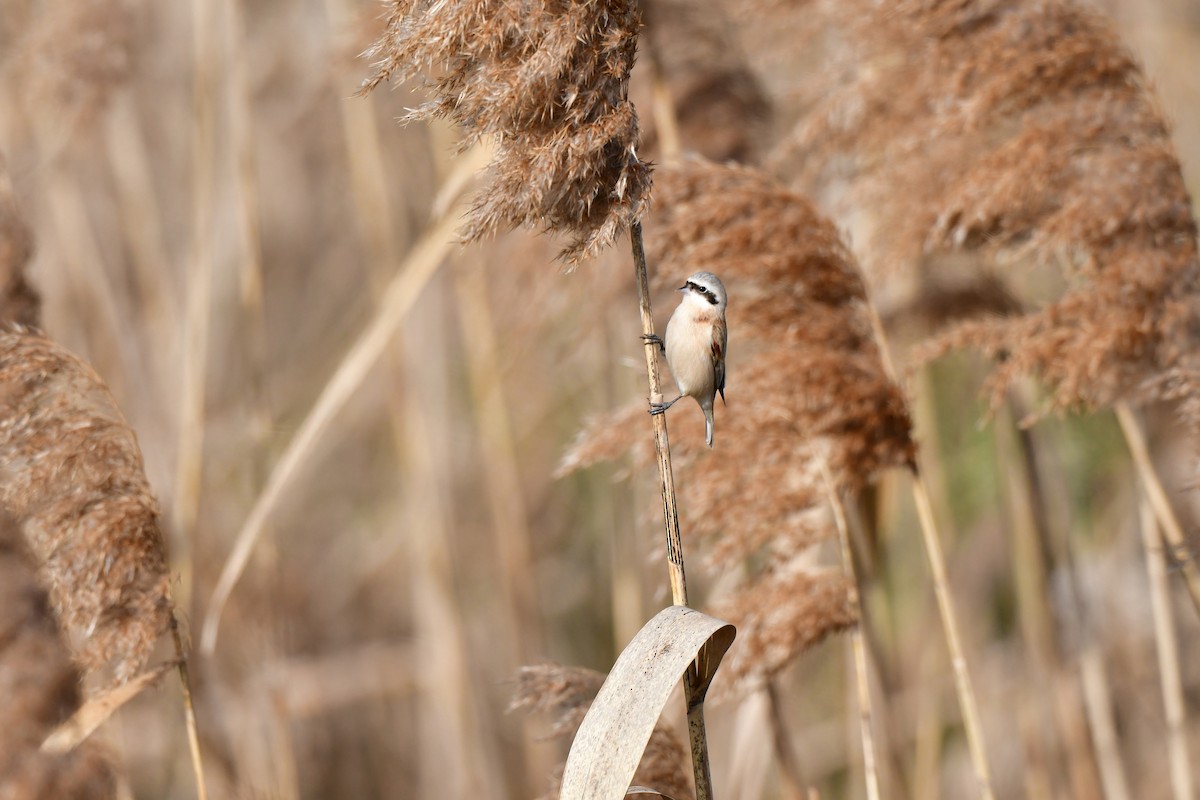Chinese Penduline-Tit - ML641149204