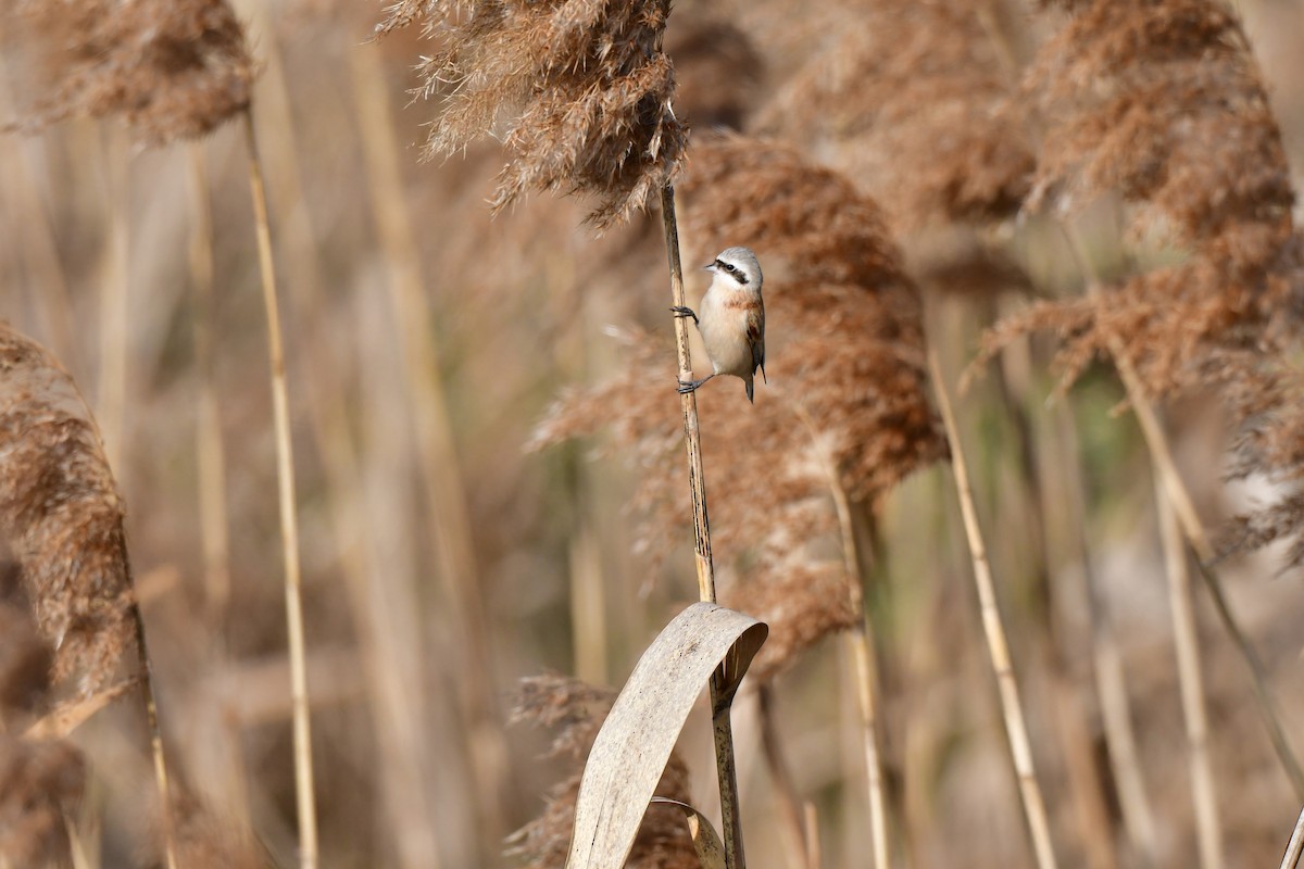 Chinese Penduline-Tit - ML641149205