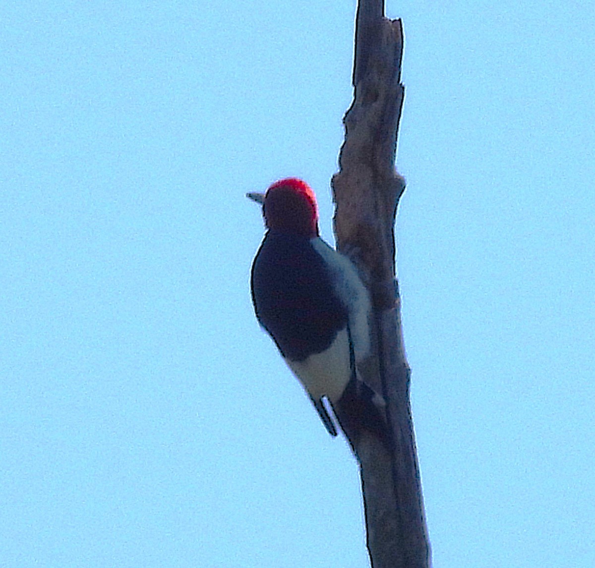 Red-headed Woodpecker - ML641149210