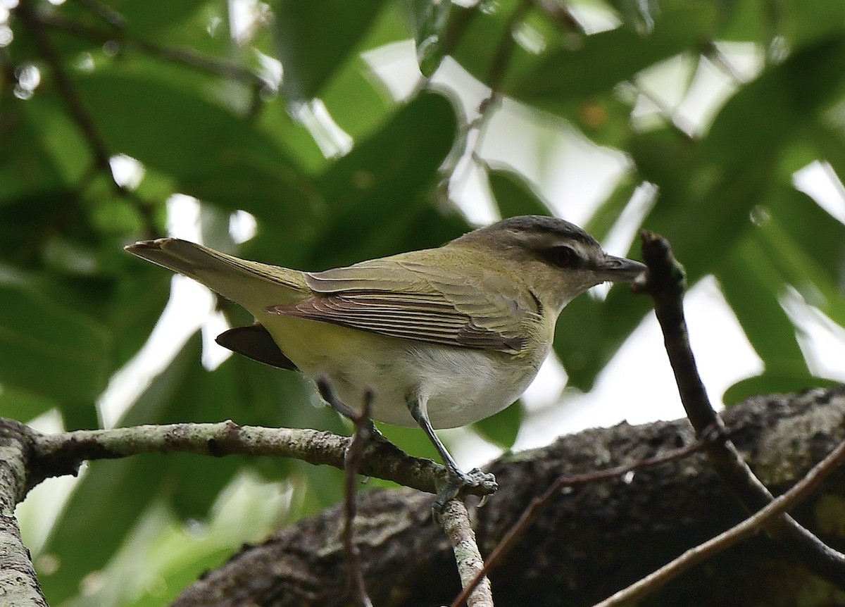 Red-eyed Vireo - ML641149246