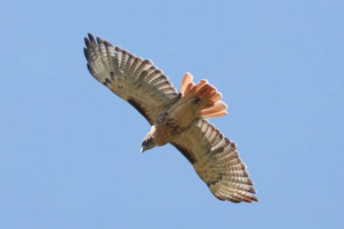 Red-tailed Hawk - ML641149249