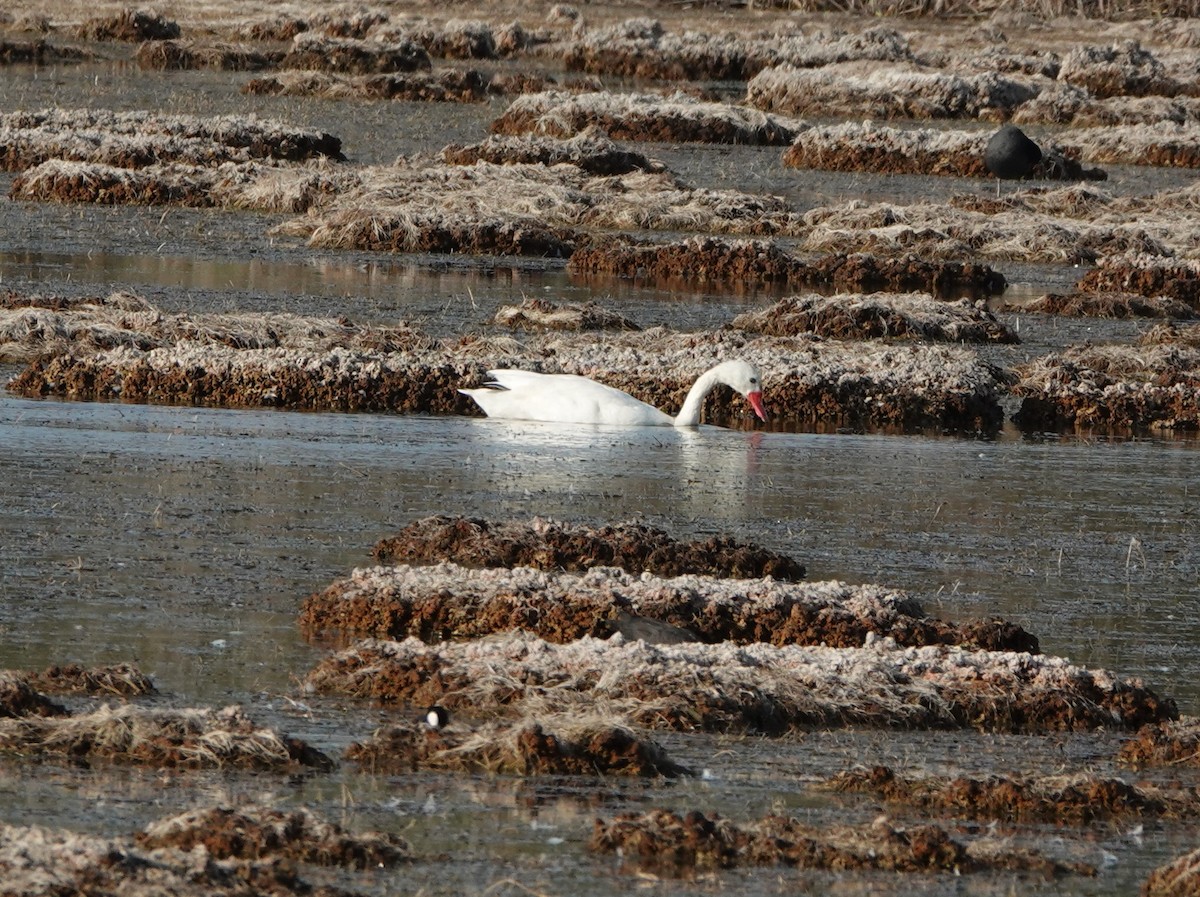 Coscoroba Swan - ML641149263