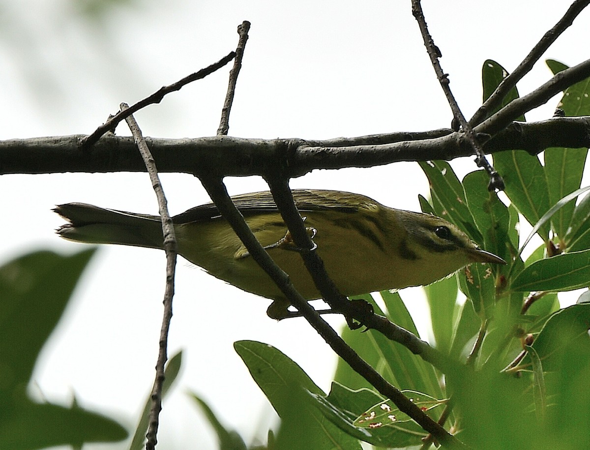 Prairie Warbler - ML641149265