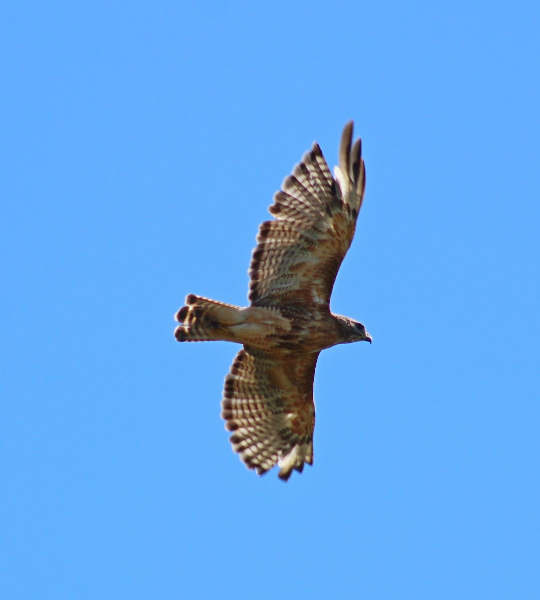 Red-shouldered x Red-tailed Hawk (hybrid) - ML641149291